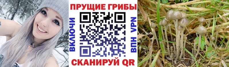 купить сайты Порхов Псилоцибиновые грибы ЛСД